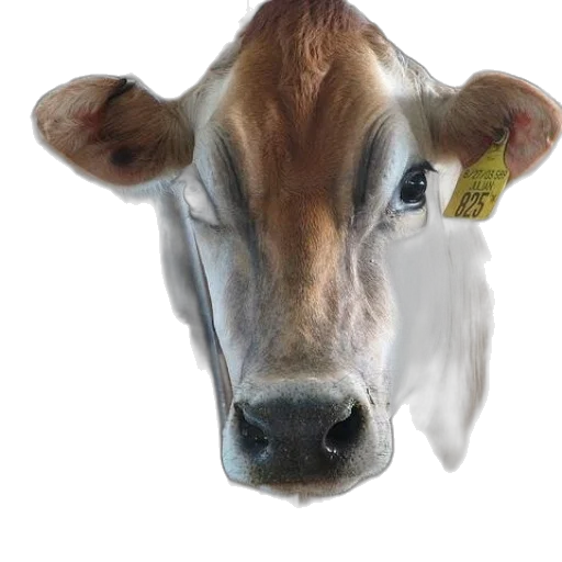 animal, face, mask, jewelry transparent PNG cut-out