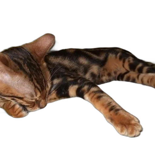 animal, staff, creature, weapon transparent PNG cut-out