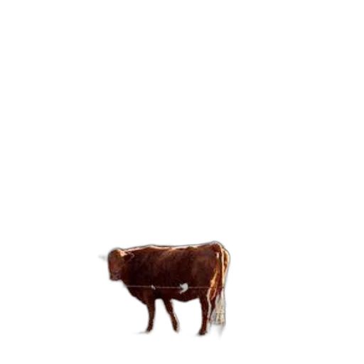 animal, creature, food, furniture transparent PNG cut-out