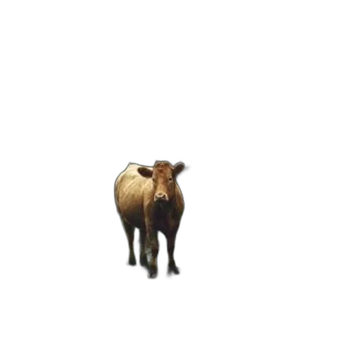 animal, creature, furniture, food transparent PNG cut-out