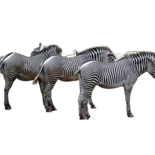 animal, furniture, jewelry, creature transparent PNG cut-out