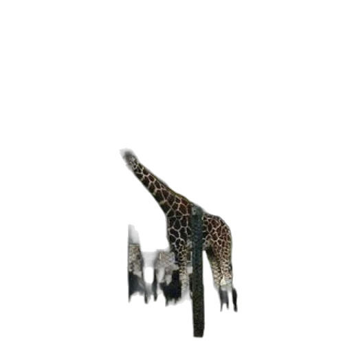 animal, creature, dragon, hair transparent PNG cut-out