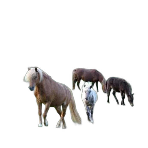 animal, creature, hair, staff transparent PNG cut-out