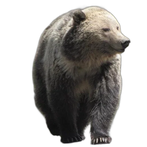 animal, creature, face, staff transparent PNG cut-out
