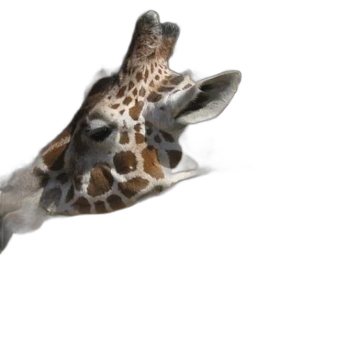 animal, creature, face, staff transparent PNG cut-out
