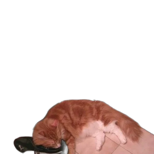 shoes, staff, hat, animal transparent PNG cut-out