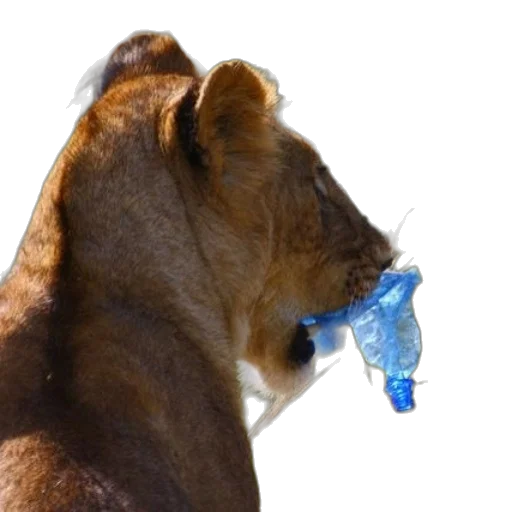 bottle, animal, staff, lion transparent PNG cut-out