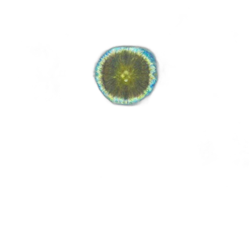 crown, staff, jewelry, flower transparent PNG cut-out