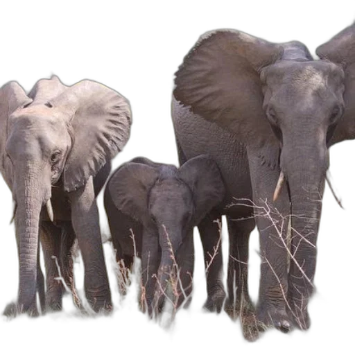 animal, staff, creature, concept art transparent PNG cut-out