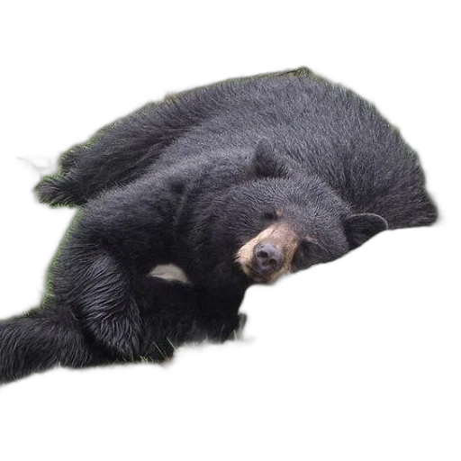 animal, creature, staff, hair transparent PNG cut-out
