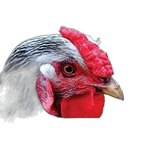 animal, mask, hat, food transparent PNG cut-out
