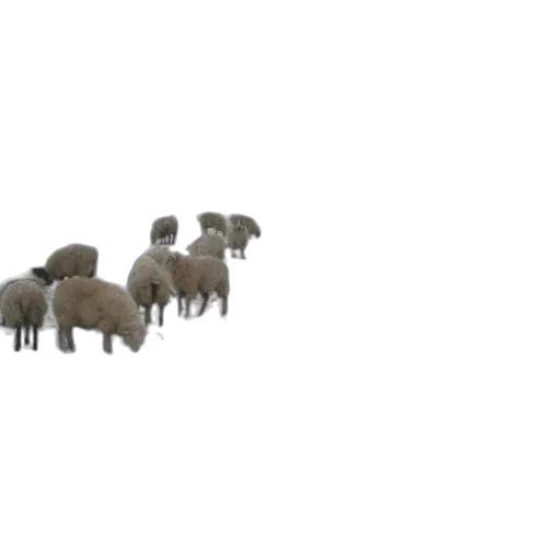 animal, creature, weapon, 3d render transparent PNG cut-out