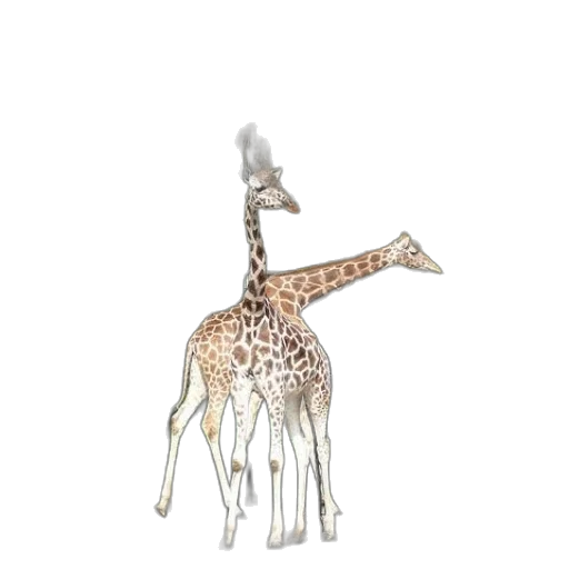 animal, creature, staff, hat transparent PNG cut-out