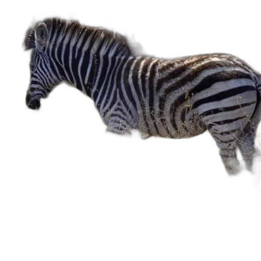 animal, creature, staff, weapon transparent PNG cut-out