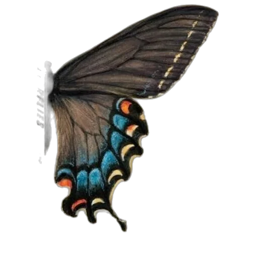 animal, creature, jewelry, dragon transparent PNG cut-out