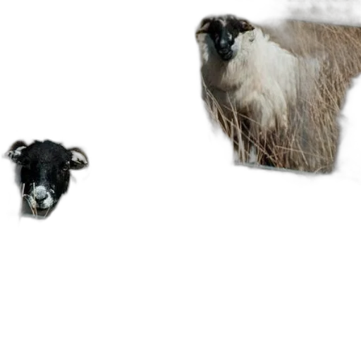 animal, hair, creature, hat transparent PNG cut-out
