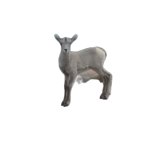 animal, creature, furniture, jewelry transparent PNG cut-out