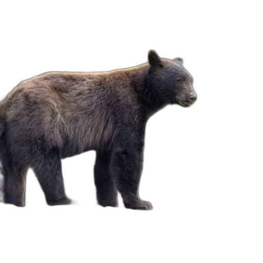 animal, creature, weapon, concept art transparent PNG cut-out
