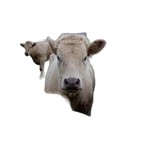animal, face, creature, mask transparent PNG cut-out