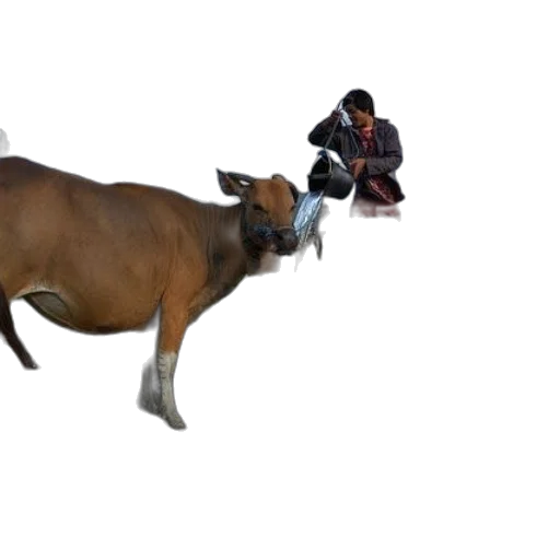 animal, weapon, creature, concept art transparent PNG cut-out