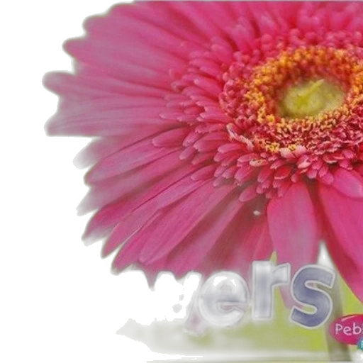 flower, crown, jewelry, weapon transparent PNG cut-out