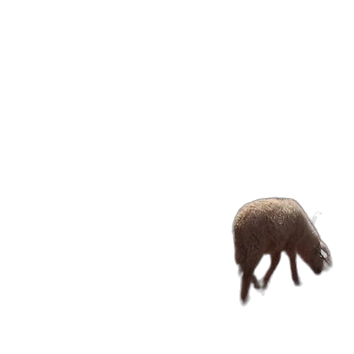 animal, creature, hair, hat transparent PNG cut-out