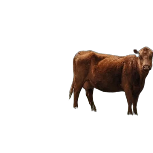 animal, creature, food, face transparent PNG cut-out