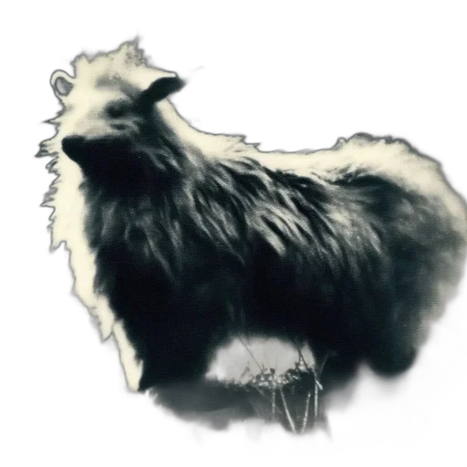 animal, staff, creature, hair transparent PNG cut-out