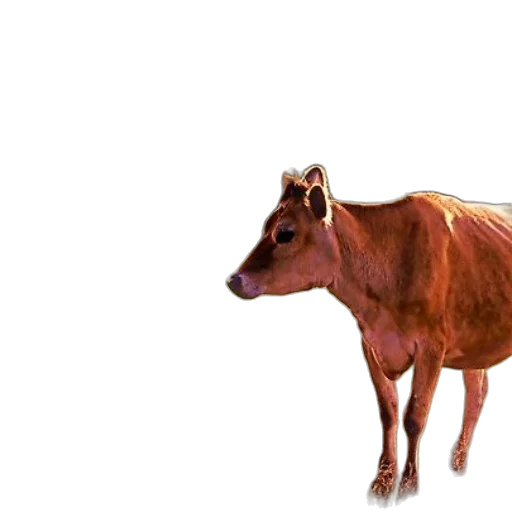 animal, creature, food, face transparent PNG cut-out