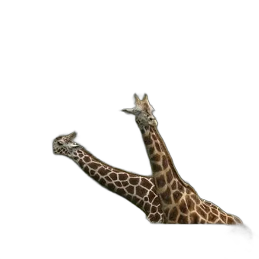animal, creature, shoes, hat transparent PNG cut-out