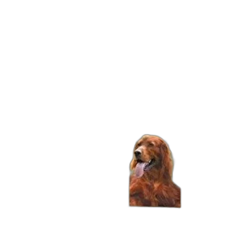 animal, creature, face, furniture transparent PNG cut-out