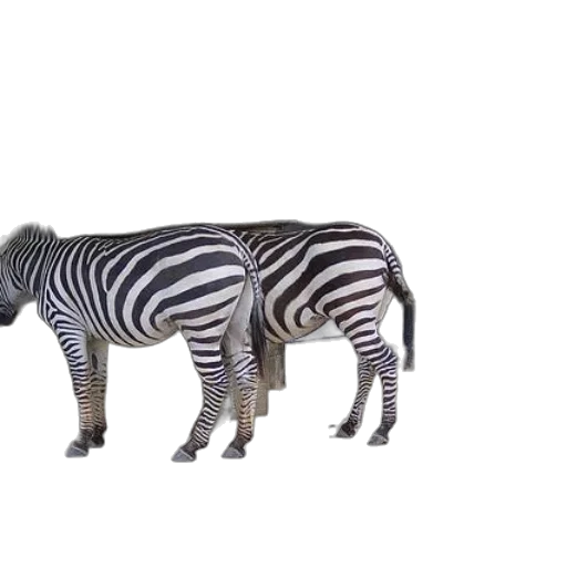 animal, creature, furniture, robot transparent PNG cut-out