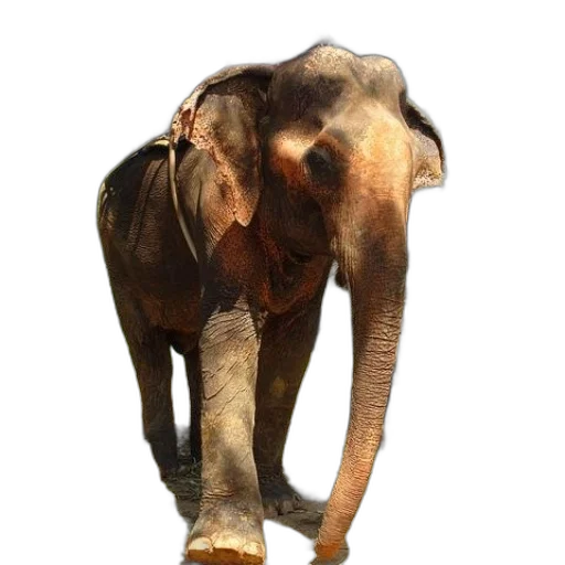 animal, creature, staff, face transparent PNG cut-out