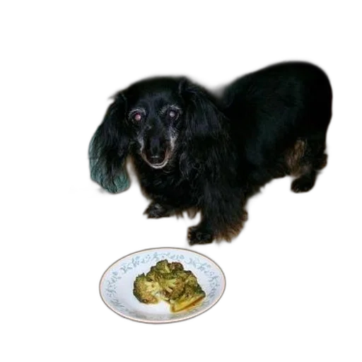 food, animal, creature, jewelry transparent PNG cut-out