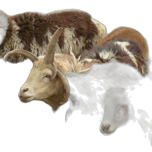 animal, creature, photorealistic, concept art transparent PNG cut-out