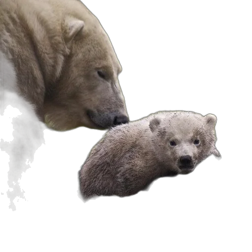 animal, creature, face, concept art transparent PNG cut-out