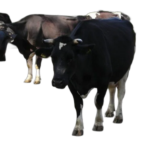 animal, food, photorealistic, concept art transparent PNG cut-out