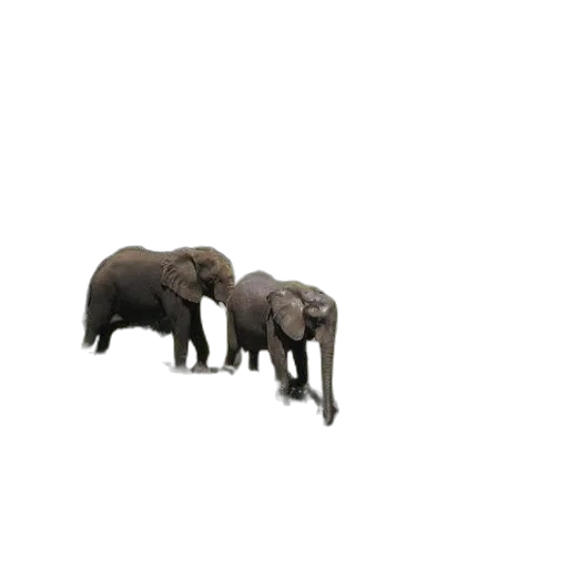 animal, creature, furniture, jewelry transparent PNG cut-out