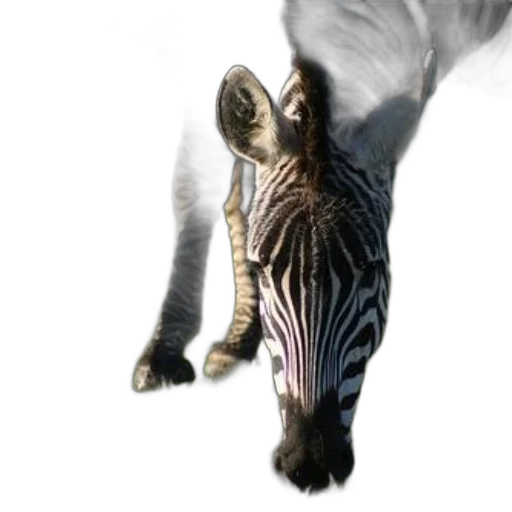 animal, creature, dragon, hair transparent PNG cut-out