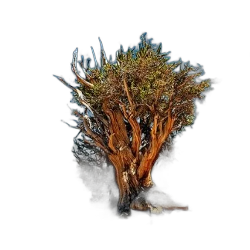 tree, hair, crown, staff transparent PNG cut-out
