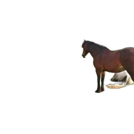 animal, food, creature, furniture transparent PNG cut-out
