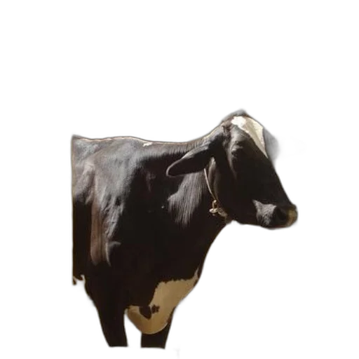 animal, jewelry, staff, creature transparent PNG cut-out