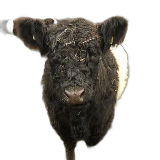 animal, face, food, creature transparent PNG cut-out