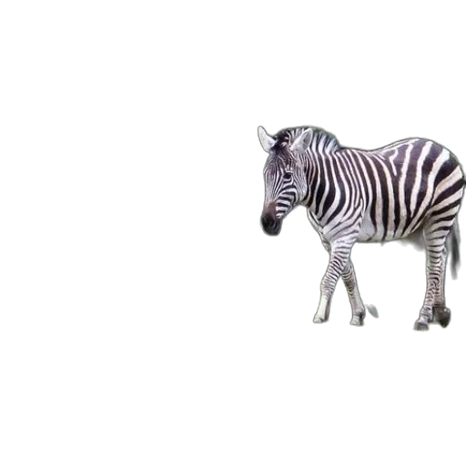 animal, creature, robot, car transparent PNG cut-out