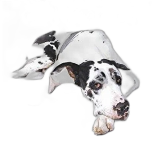 animal, umbrella, staff, hat transparent PNG cut-out