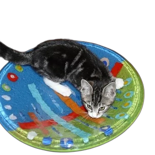 black, white, kitten, sitting transparent PNG cut-out