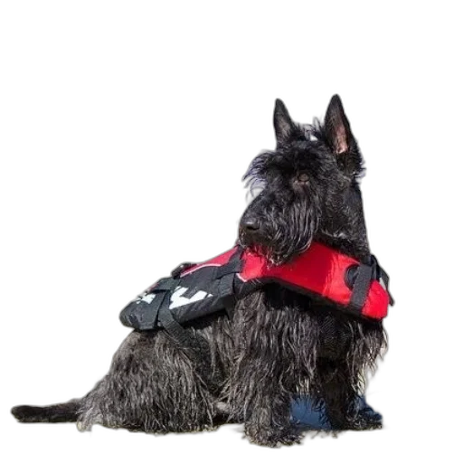 jacket, animal, staff, black transparent PNG cut-out