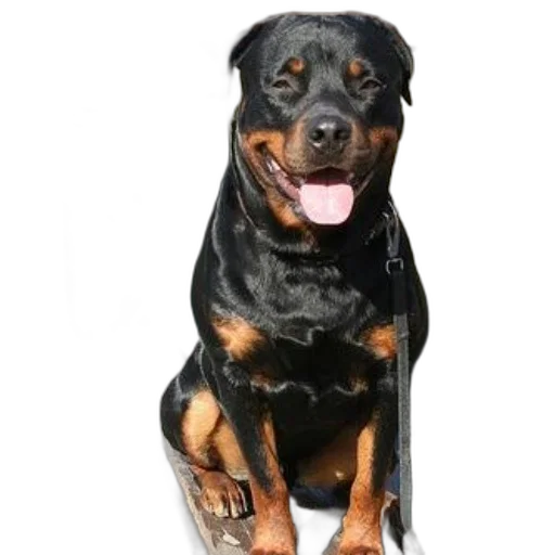 animal, creature, staff, face transparent PNG cut-out