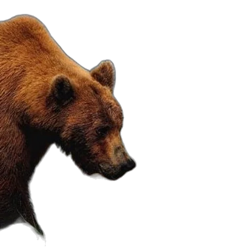 animal, creature, face, photorealistic transparent PNG cut-out