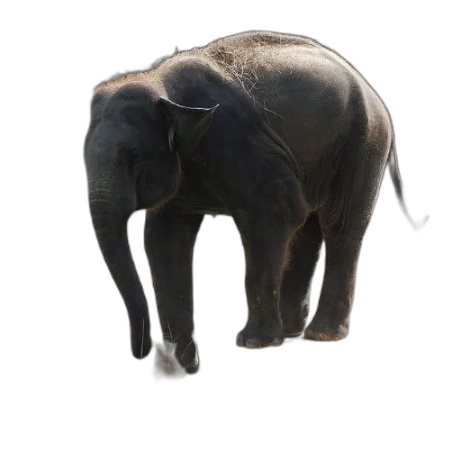 animal, creature, staff, hat transparent PNG cut-out